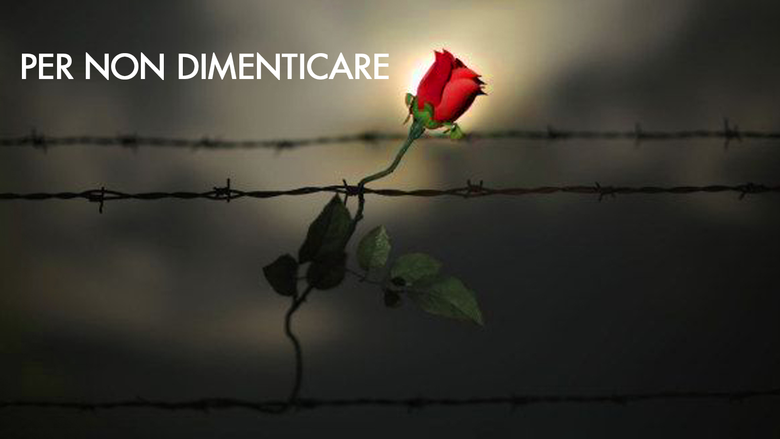 Una rossa rossa all'interno di una barriera di filo spinato e la scritta "per non dimenticare"